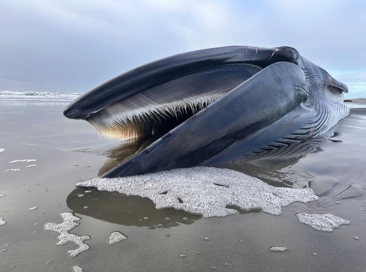 Old lighthouse records and maps spread on a wooden table.
