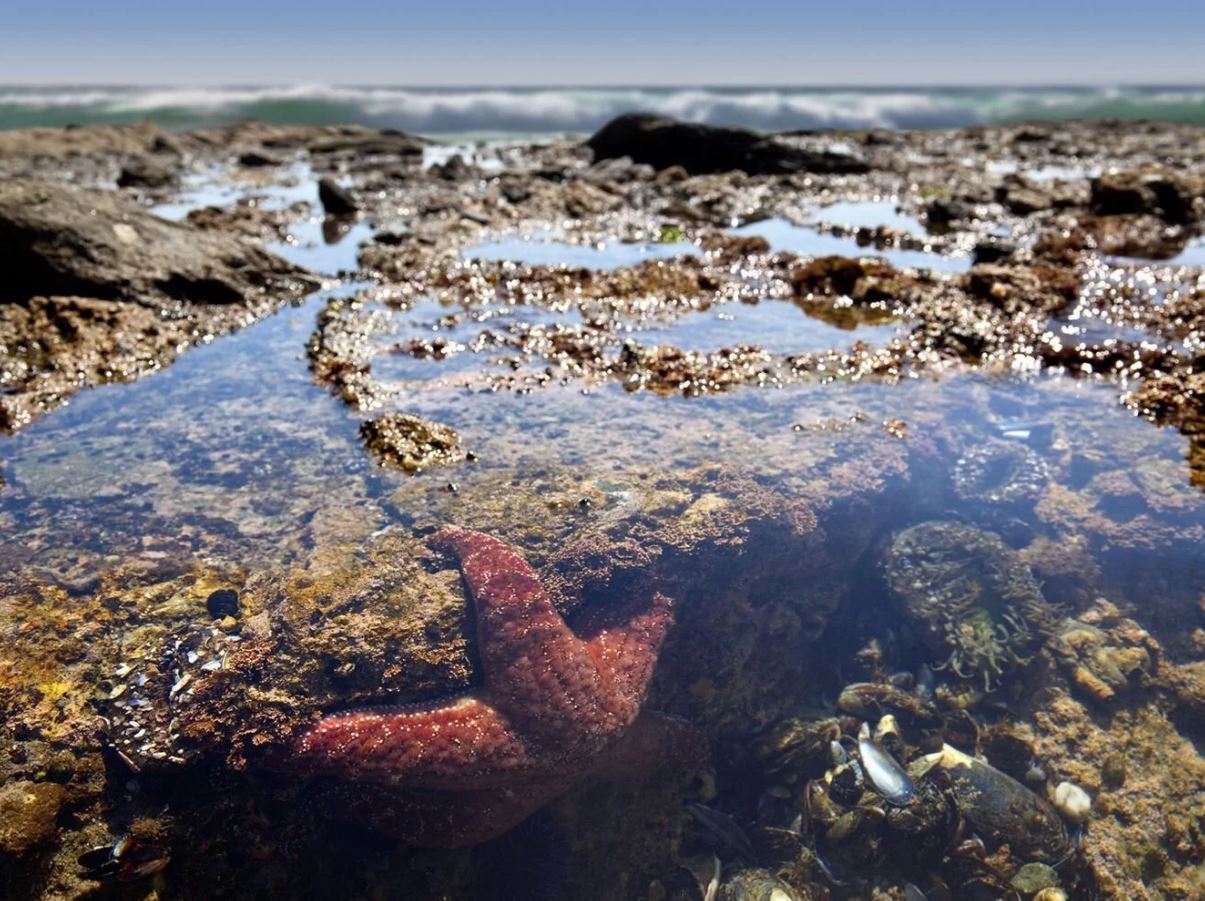 Fog drifting around an old lighthouse as waves strike the rocks.