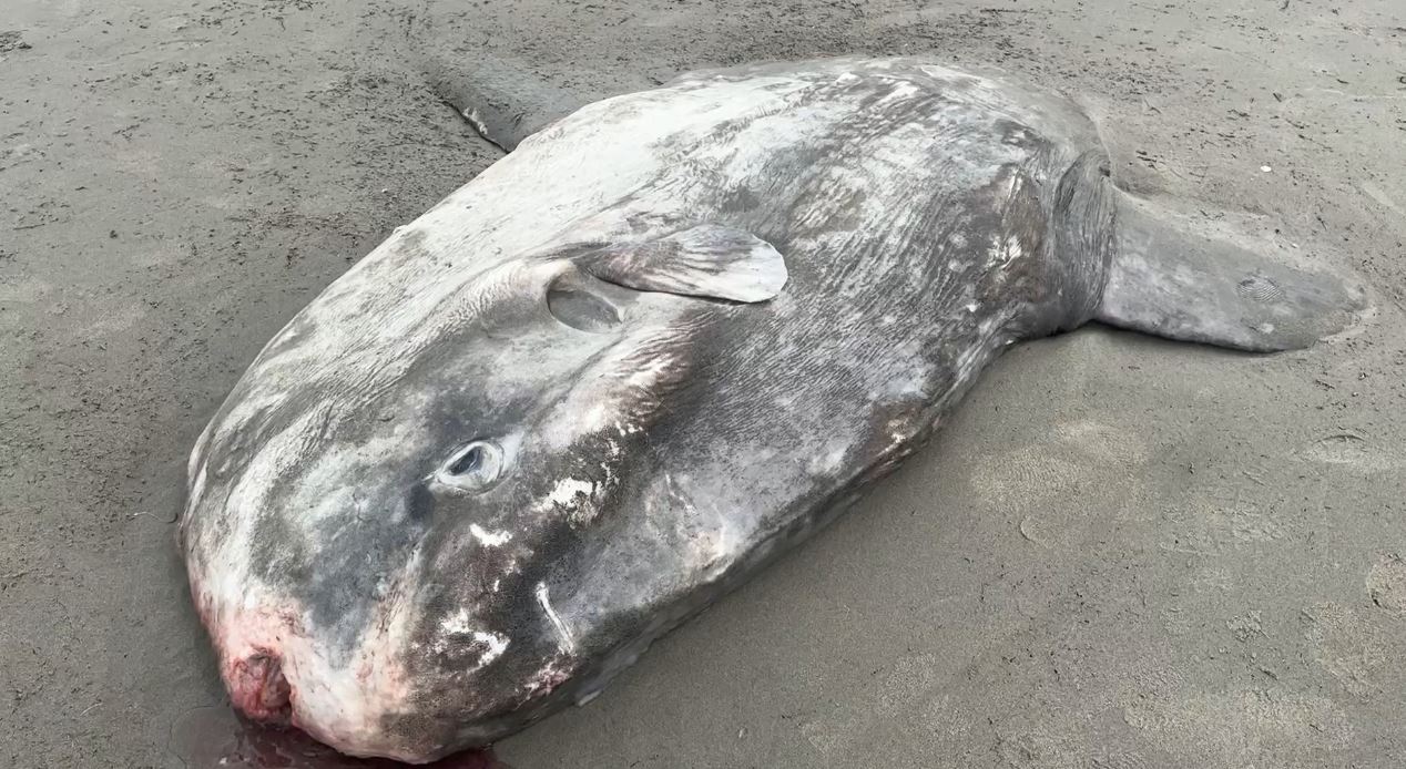 Waves approaching a lighthouse shoreline at dawn.